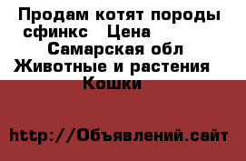 Продам котят породы сфинкс › Цена ­ 4 000 - Самарская обл. Животные и растения » Кошки   